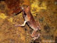 /album/animals-in-palawan/horned-frog-jpg/